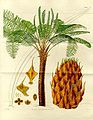 Image 13Form, leaves and reproductive structures of queen sago, Cycas circinalis (from Tree)