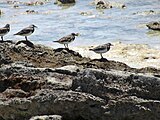 Ruddy turnstones