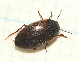 Hydroporus planus.jpg