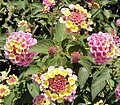 Lantana camara