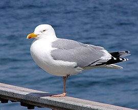 Zilvermêeuwe (Larus argentatus)