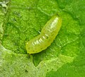 Liriomyza asclepiadis, Agromyzidae, en hoja de Asclepias.