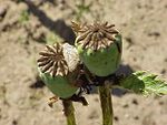 Två porkapslar hos mörk jättevallmo (Papaver orientale).