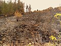 Image 11Charred shrubland in suburban Sydney (2019–20 Australian bushfires). (from Wildfire)