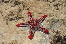 Protoreaster lincki, une Oreasteridae