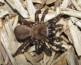 Bothriocyrtum californicum