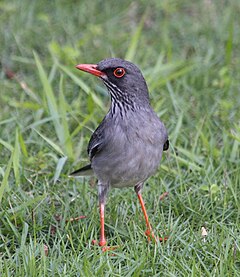 Turdus plumbeus ardosiaceus