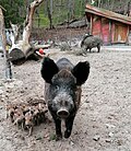 Vorschaubild für Tierpark Sassnitz