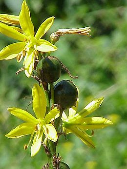 Sárgagyertya (Asphodeline lutea)