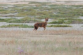 Șacal auriu (Canis aureus)