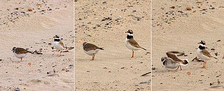 Ringnekstrandkiewiete maak mekaar die hof.