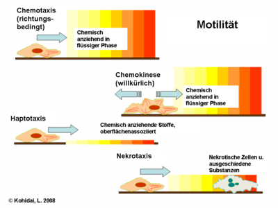 Hauptarten der chemotaktischen Reaktionen