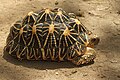 Geochelone elegans, dont la carapace est similaire à un Gömböc.