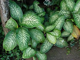 Täpläkirjovehka Dieffenbachia seguine