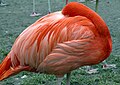 A flamingo with at least the one brain hemisphere awake, as the visible eye is open