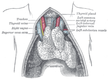 A juvenile thymus shrinks with age.