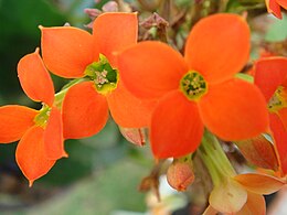 Tömött korallvirág (Kalanchoe blossfeldiana)