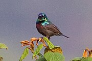 sunbird with brown body, green head and mantle, and orangish breast