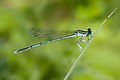 Platycnemis pennipes