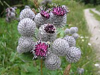 Arctium tomentosum