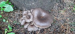 Austerservik Pleurotus ostreatus