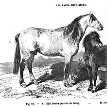 Gravure d'un petit cheval rustique à la robe claire.