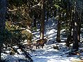 Un chamois près de Cogne.