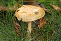 !Cortinarius vibratilis!