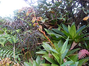 Guzmania plumierii