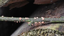 Harilik komuseen Nectria cinnabarina