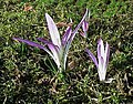 Colchicum montanum