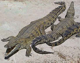 Niilinkrokotiili (Crocodylus niloticus)