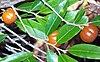 orange round fruit and green leaves