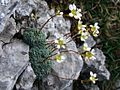 Saxifraga caesia