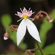 Saxifraga stolonifera ✓