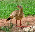 Seriema, siriema ou seriema-de-perna-vermelha (Cariama cristata)