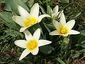 Tulipa kaufmanniana