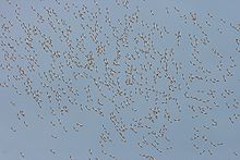 Un cielo azul con muchas siluetas minúsculas de aves distantes que vuelan.