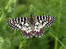 Zerynthia rumina