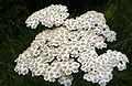 Achillea millefolium (fior)