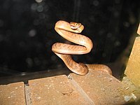 Bruine nachtboomslang in karakteristieke S-houding