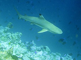 Carcharhinus melanopterus