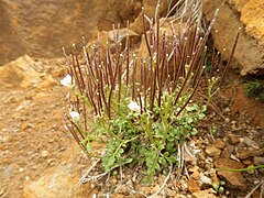 古い、枯れた根出葉の葉柄基部が残る。地上茎は株立になる。 長野県八ヶ岳 7月上旬。