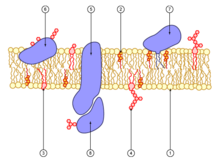 Cell membrane scheme.png