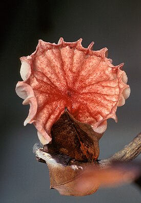 Crinipellis perniciosa