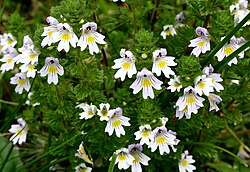 Euphrasia rostkoviana