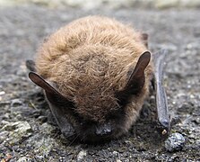 chauve-souris sur terrain pierreux