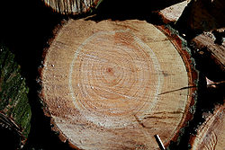 Holz der Silberweide