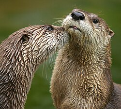 Ziemeļamerikas upesūdrs (Lontra canadensis)