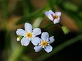 Myosotis laxa